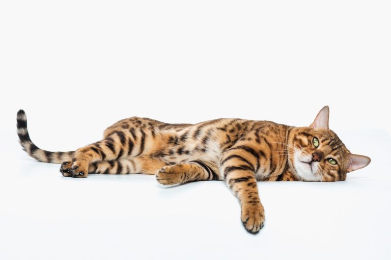 CBD for Cats: Can It Help Your Furry Friend?